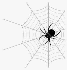 Spider Web Theridiidae Euclidean Vector - Spiderweg Png, Transparent Png, Free Download