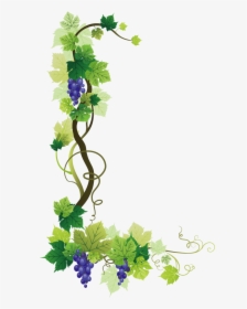 Common Grape Vine Wine Grape Leaves - Grape Vine Border Png, Transparent Png, Free Download