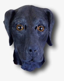 Labrador Retriever, HD Png Download, Free Download