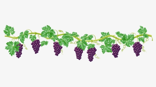 Clip Art Kyoho Clip Art Transprent - Grape Vines Clipart Png, Transparent Png, Free Download