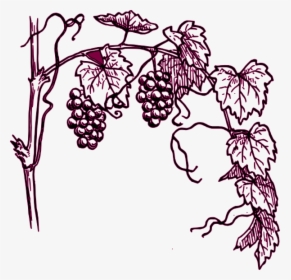 Grape Plant Easy Drawing, HD Png Download, Free Download
