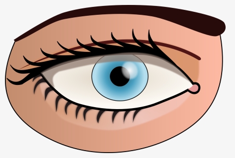 Parts Of The Body Eye, HD Png Download, Free Download