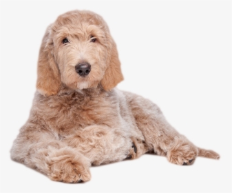 - Labradoodle Laying Down - Goldendoodle White Background, HD Png Download, Free Download