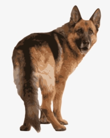 Image - German Shepherd Back Side, HD Png Download, Free Download
