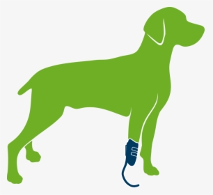 Dog With Prosthesis Only, HD Png Download, Free Download