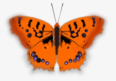 Clipart Butterfly Orange, HD Png Download, Free Download