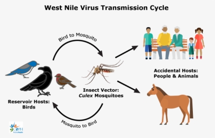 West Nile Virus, HD Png Download, Free Download