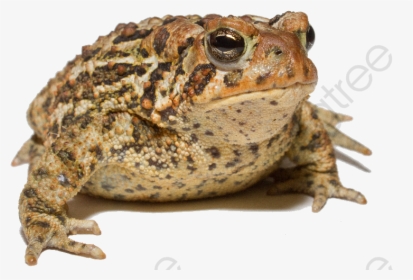 Frog Toad, Frog Clipart, Frog, Toad Png Transparent - Toad Animal Png, Png Download, Free Download