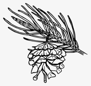 Transparent Flower Outline Png - Single Leaf Pinyon Drawing, Png Download, Free Download