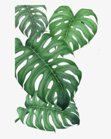 Arrowroot-family - Monstera Png, Transparent Png, Free Download