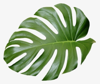 Tropical Leaf Transparent Background, HD Png Download, Free Download