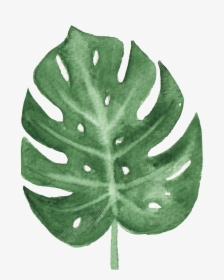Deliciosa,tree,flower - Watercolor Transparent Leaves Png, Png Download, Free Download