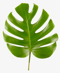 Monstera Leaf Transparent - Transparent Monstera Leaf Png, Png Download ...