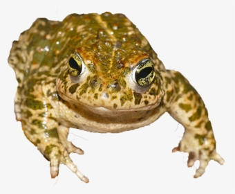 Natterjack Toad Transparent Background, HD Png Download, Free Download