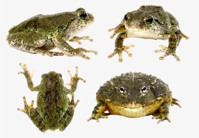 Frog Png, Transparent Png, Free Download