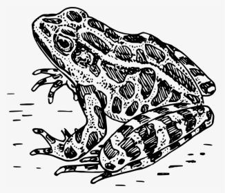 Frog Black And White, HD Png Download, Free Download