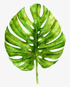 Monstera Drawing Botanical Illustration - Clip Art Watercolor Monstera Png, Transparent Png, Free Download