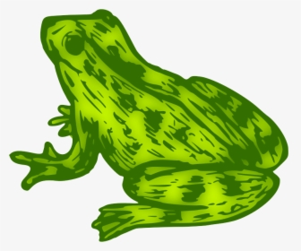 Drawing Of Frog With Colour, HD Png Download, Free Download