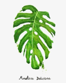 Monstera Deliciosa Painting, HD Png Download, Free Download
