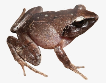 Brown Frog Clipart - Wood Frog Transparent Background, HD Png Download, Free Download