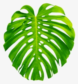 Palm Palms Leaf Leaves Green Tropics Summer Vacation - Transparent Monstera Leaf Png, Png Download, Free Download
