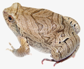 Frog Png - Bufo, Transparent Png, Free Download