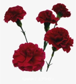 Colibri Flowers Minicarnation Epsilon Grower Of Carnations Transparent Background Red Carnation Png Png Download Kindpng