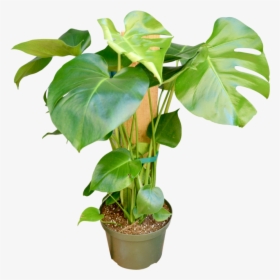 Philodendron "monstera - Flowerpot, HD Png Download, Free Download