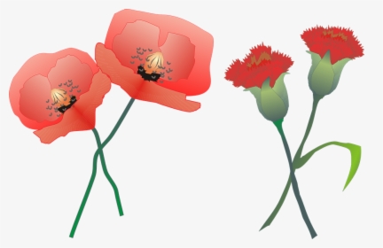 Carnation, Poppy, Flower, Nature, Plants, Red - Poppy Carnation, HD Png Download, Free Download