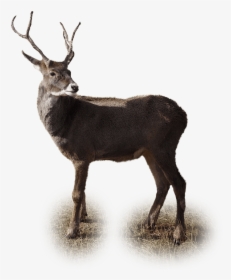 Isolated, Reindeer, Winter, Christmas, Deer, Xmas - Dibujo Venado En Fondo Transparente, HD Png Download, Free Download