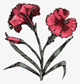 Carnation Svg Clip Arts - Angiosperms Clipart, HD Png Download, Free Download