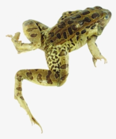 Frog, HD Png Download, Free Download