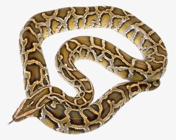 Python Png Background - King Cobra Python Snakes, Transparent Png, Free Download