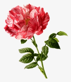 Rose, Flower, Vintage, Art, Cu Tout, Backless, Floral - Flower Vintage Art, HD Png Download, Free Download