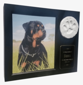 Rottweiler With Chain Collar, HD Png Download, Free Download