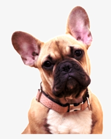 French Bulldog Transparent Background, HD Png Download, Free Download