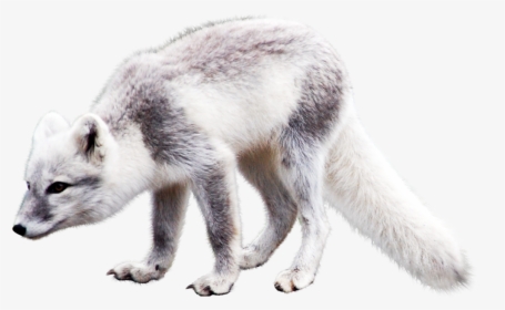 Snow Animals Png Transparent, Png Download, Free Download