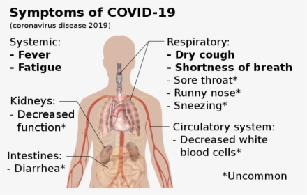 Symptoms Of Coronavirus Disease - Swine Flu Symptoms, HD Png Download, Free Download