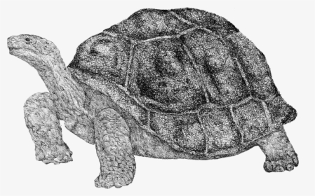 Fosilización Tortuga Gigante-9 - Galápagos Tortoise, HD Png Download, Free Download