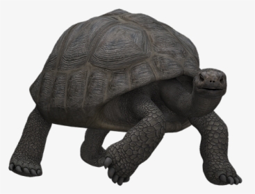 Tortoise Is A Mammal, HD Png Download, Free Download