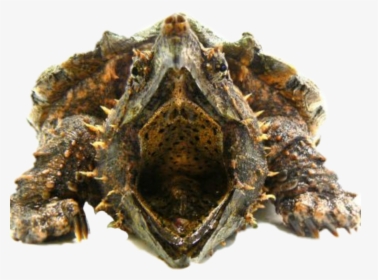 #turtle #snappingturtle - Dead Alligator Snapping Turtle Hiden Head, HD Png Download, Free Download