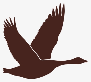 Bear Brown Silhouette Of A Canadian Goose Clipart , - Silhouette Of Canadian Goose, HD Png Download, Free Download
