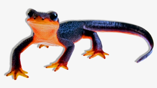 Frog, HD Png Download, Free Download