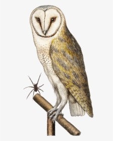 Owl, HD Png Download, Free Download