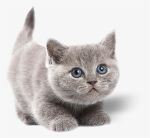 Gatoadmin2018 07 23t16 - Cute Kitten White Background, HD Png Download, Free Download