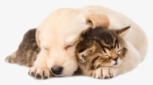Puppy Kitten Png - Golden Retriever Puppy Kitten, Transparent Png, Free Download