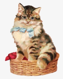 Cat In A Basket - Dragon Li, HD Png Download, Free Download