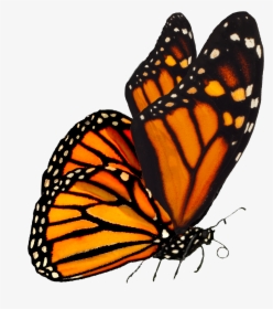 Largest Collection Of Free To Edit Monarch Butterflies - Monarch Butterfly Transparent Background, HD Png Download, Free Download