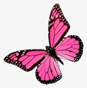 Flying Pink Butterfly Png Image Background - Pink Butterfly Transparent Background, Png Download, Free Download