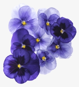 Translucent Purple Flower, HD Png Download, Free Download